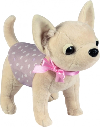 Chihuahua-hund DIDI