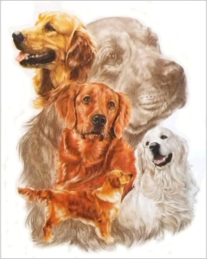 Diamantmaling – billede Golden retriever 30 × 35 cm