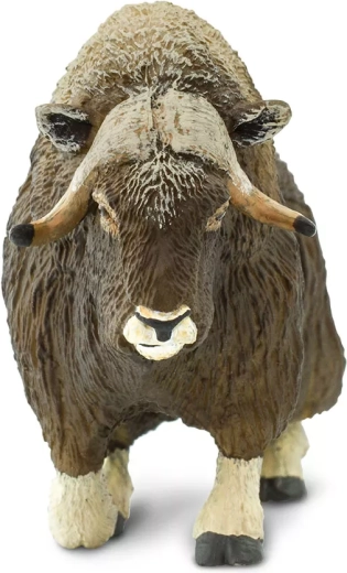 Moskusoksens karakteristiske kraftige horn