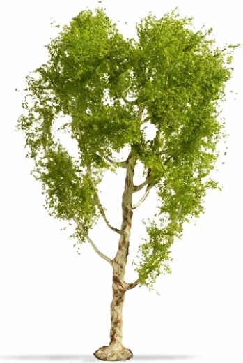 Noch Master Tree dunbirk 21 cm