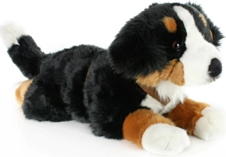 Plysbjørnende Berner Sennenhund 65 cm