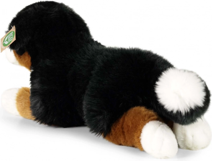 Troværdigt udseende af berner sennenhund