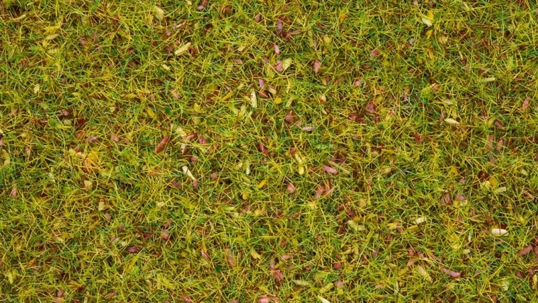 Noch statisk græs blomstrende eng 2,5 mm