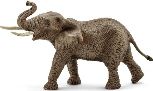 Afrikansk elefant - han