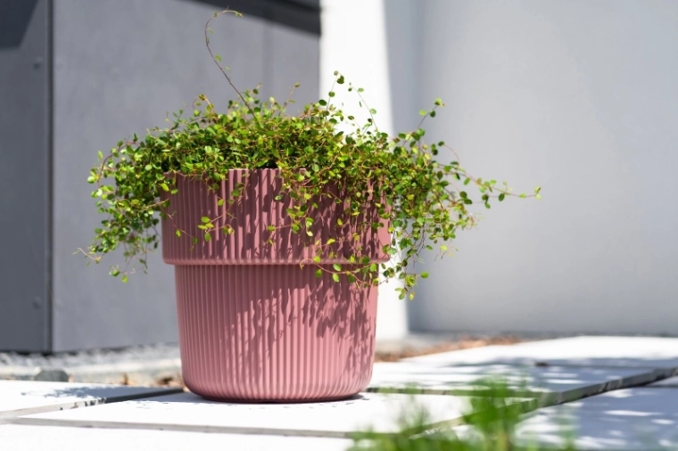 Praktisk indsats for nem plantning