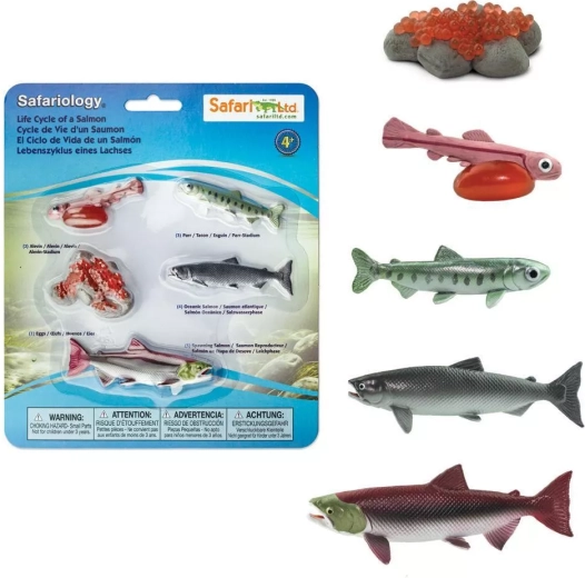 Safari Ltd. laksens livscyklus