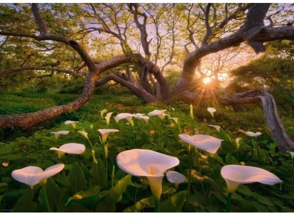 Puslespil 1000 brikker Magisk Skov Kalie