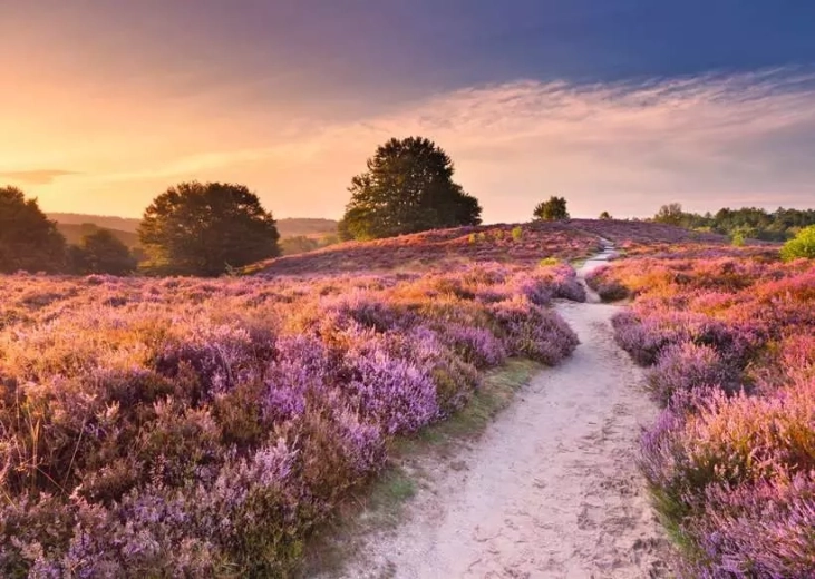 Puzzle RAVENSBURGER Pink vej 1000 brikker