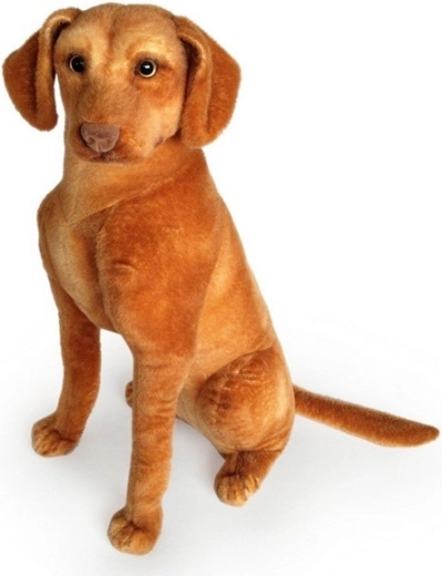 Plysbamsehund – korthåret hønsehund 44 cm