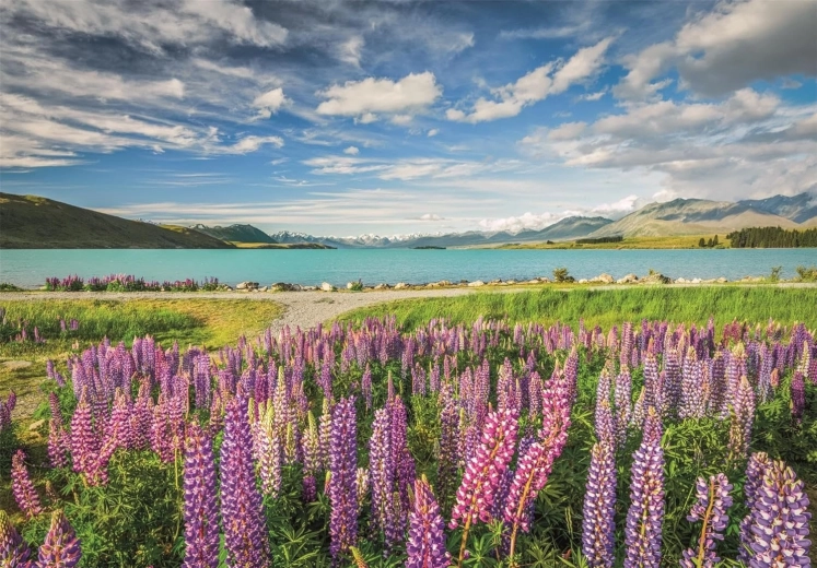 Clementoni puslespil Lupiner ved Lake Tekapo 1500 brikker