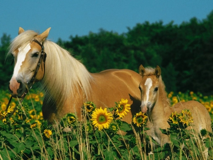 RAVENSBURGER Puslespil Hesteheld XXL 200 brikker
