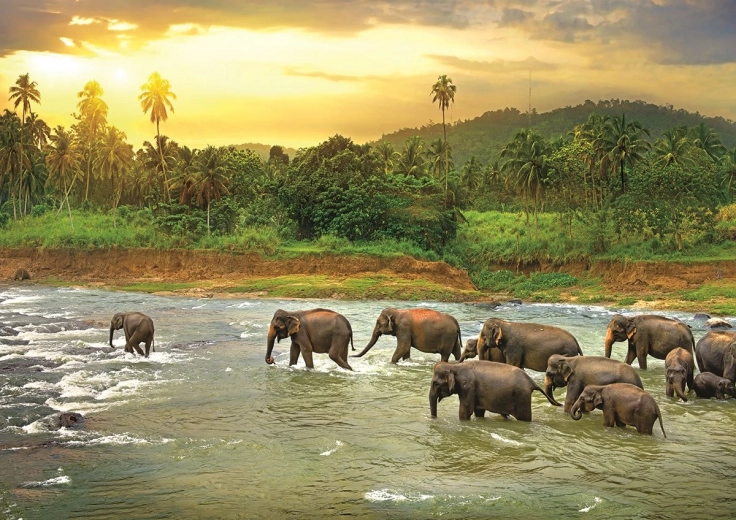 EUROGRAPHICS puslespil Save Our Planet: Regnskov 1000 brikker