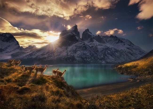 Puslespil Chile Lamy Guanako 1000 brikker