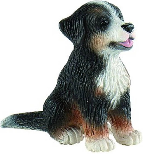 Berner sennenhund - hvalpen Joy