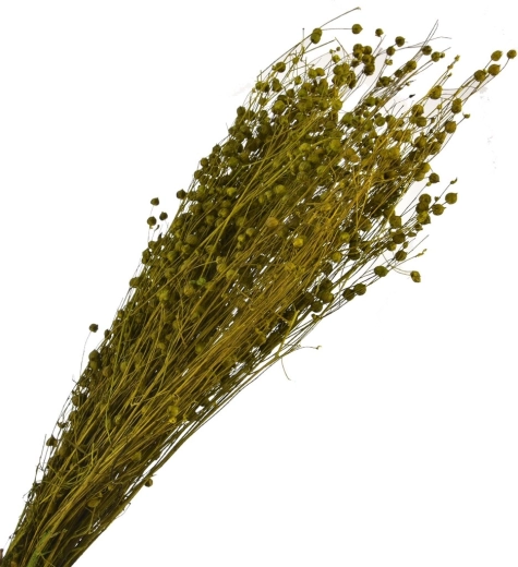 Tørret dekorationsgræs, grøn 40–70 cm