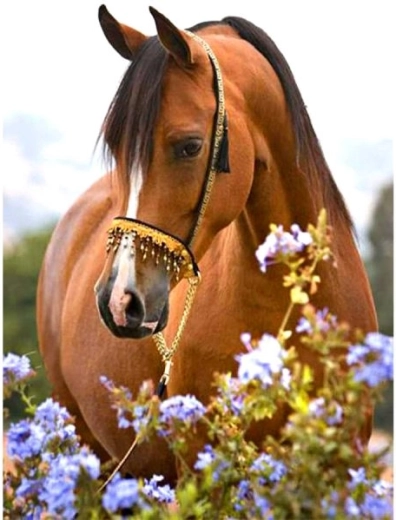 Diamantbroderi (diamond painting) hest på engen 30 × 40 cm - 1 stk.