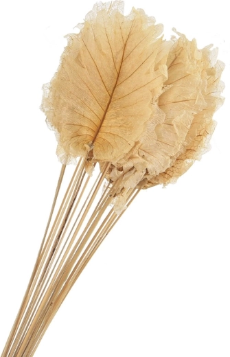 Tørrede dekorative blade beige 20 stk.