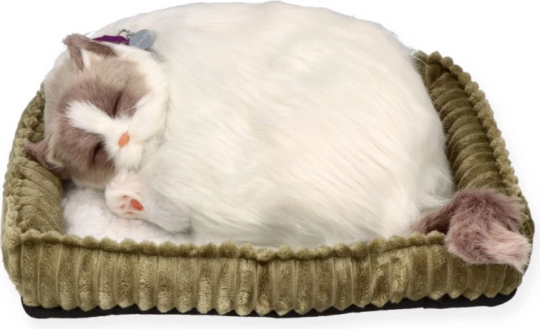 Vejrtrækkende ragdoll-kat Perfect Petzz