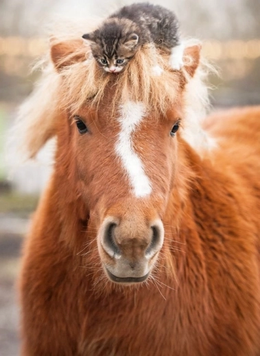 Ravensburger puslespil – pony og killing 500 brikker