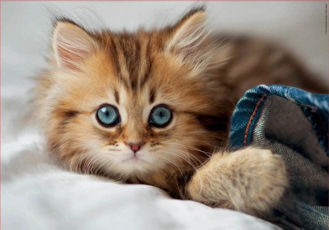 Puslespil Killing EDUCA 200 brikker