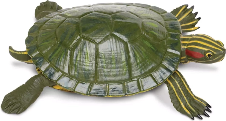 Figur af prydskildpadde Safari Ltd. - 1 stk.