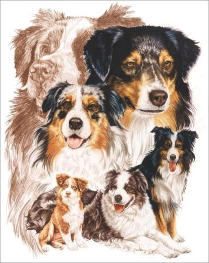Diamantmaling – hund australsk hyrdehund 30 × 40 cm - 1 stk.