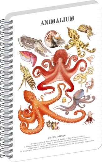 Notique spiralblok Animalium – blæksprutter, linjeret, A5