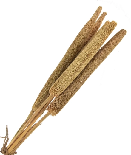 Tørret dekoration (tørrede strå) beige – 5 stk., 50–60 cm