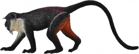Diana-abe (Cercopithecus diana) figur