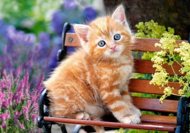 Puslespil 500 brikker – Ginger Kitten
