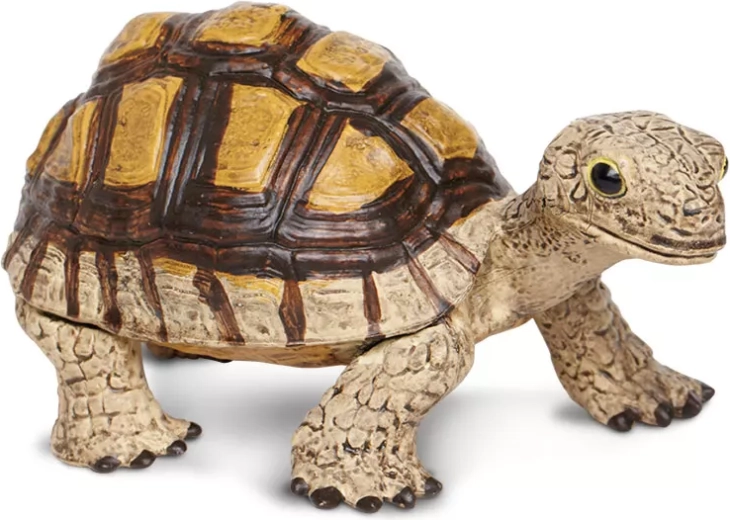 Ung skildpadde Safari Ltd.