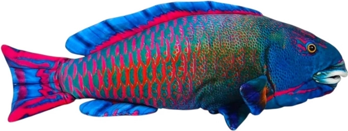 Blå plysbamse havfisk 50 cm