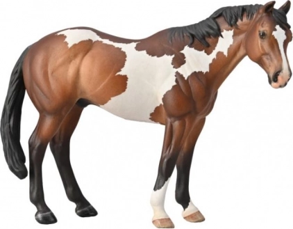 Hingst Appaloosa Bay Overo Paint