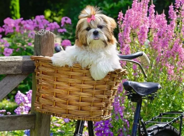 RAVENSBURGER puslespil Sød hundehvalp XL 100 brikker