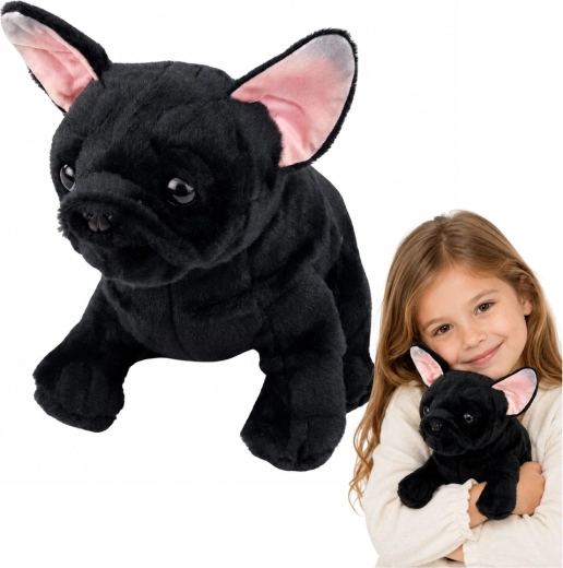 Plys fransk bulldog, sort, 22 cm