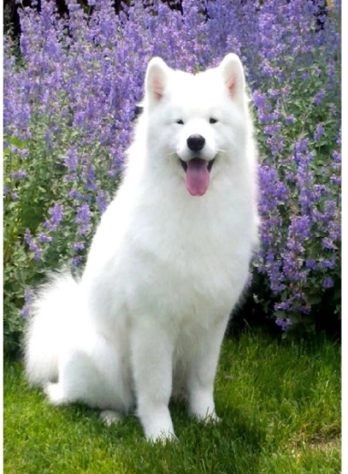 Diamantmaling – samojedhund 30 × 40 cm