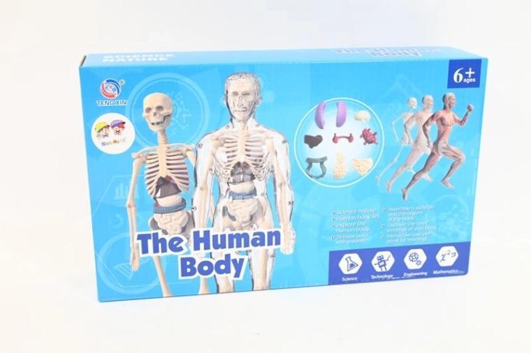 Anatomisk model af menneskekroppen