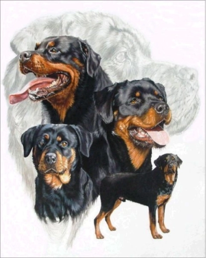 Diamantbroderi (diamond painting) rottweiler 30 × 40 cm