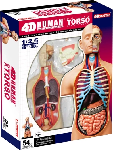 4D Master deluxe anatomisk mennesketorso 38 cm