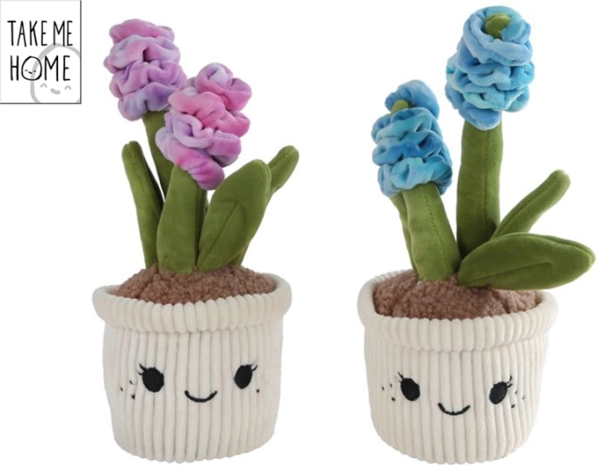 Plysbegonia hyacint Take Me Home 26,5 cm