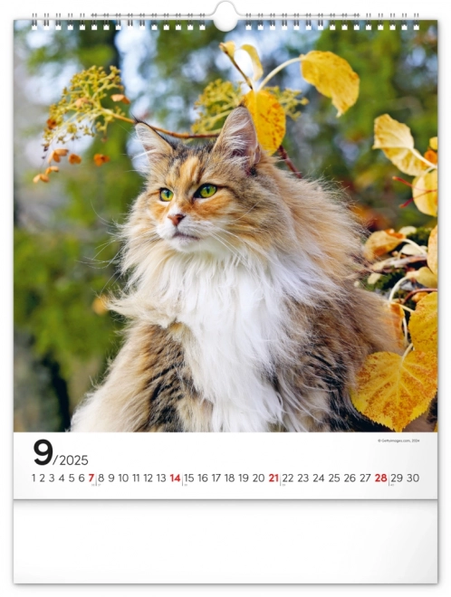 Vægkalender Katte 2025, 30 × 34 cm