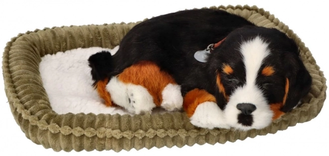 Afslappende Berner sennenhund til adoption