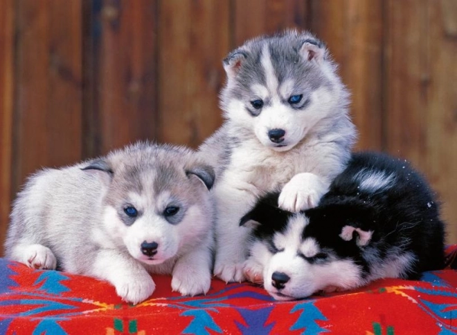 Puzzle Husky Hvalpe fra Ravensburger