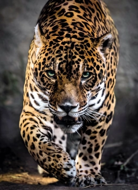 Puslespil 1000 stykker Jaguar