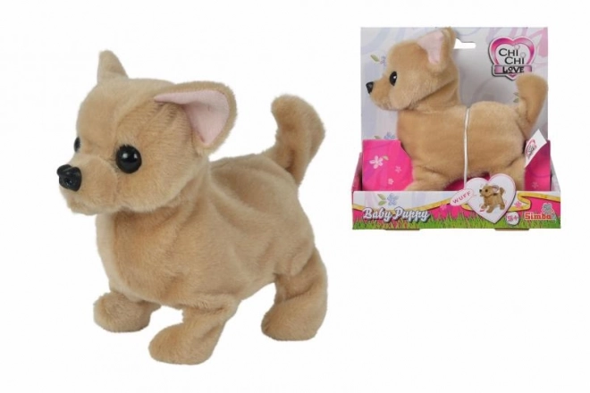 CCL Chihuahua hvalp