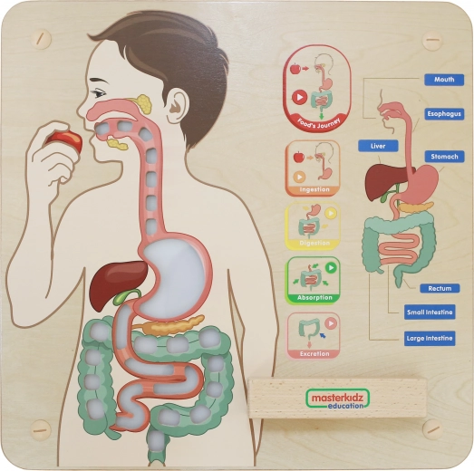 Interaktiv visning af fordøjelsessystemet