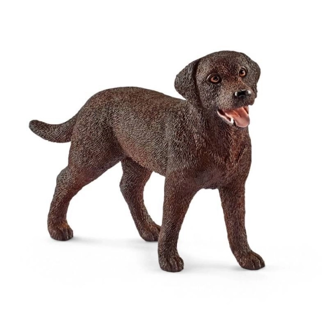 Labrador Retriever Tæve