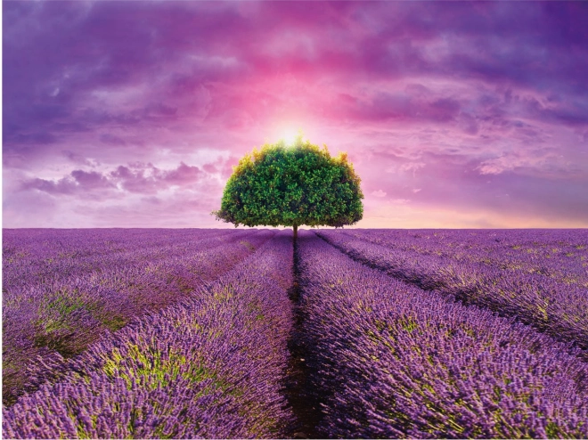 Udseende af Provence