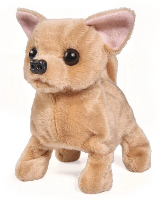 CCL Chihuahua hvalp