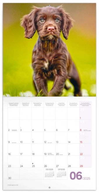 Notekalender Hvalpe 2025, 30 × 30 cm